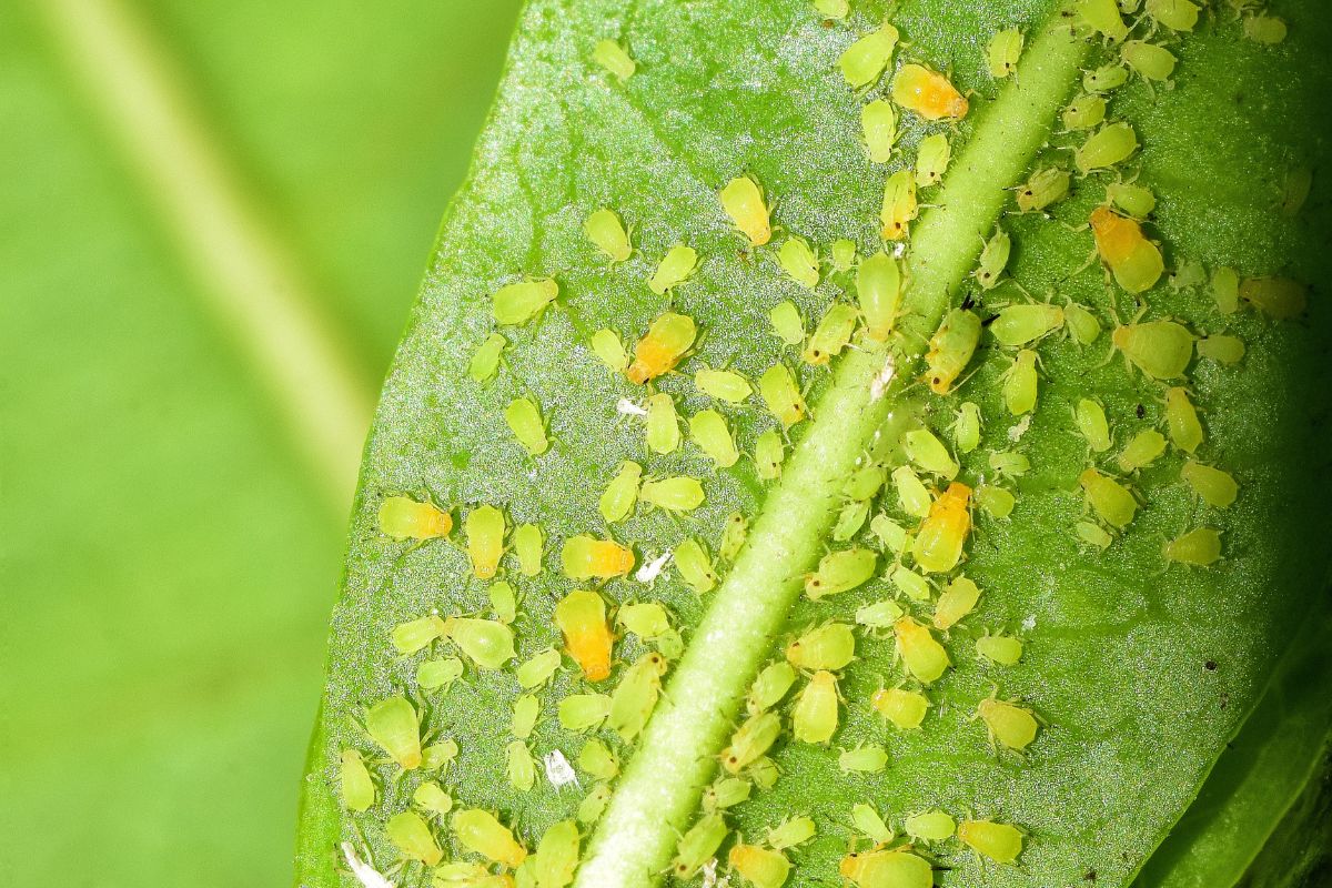 Aphids: Tiny Pests that Can Wreak Havoc on Your Garden