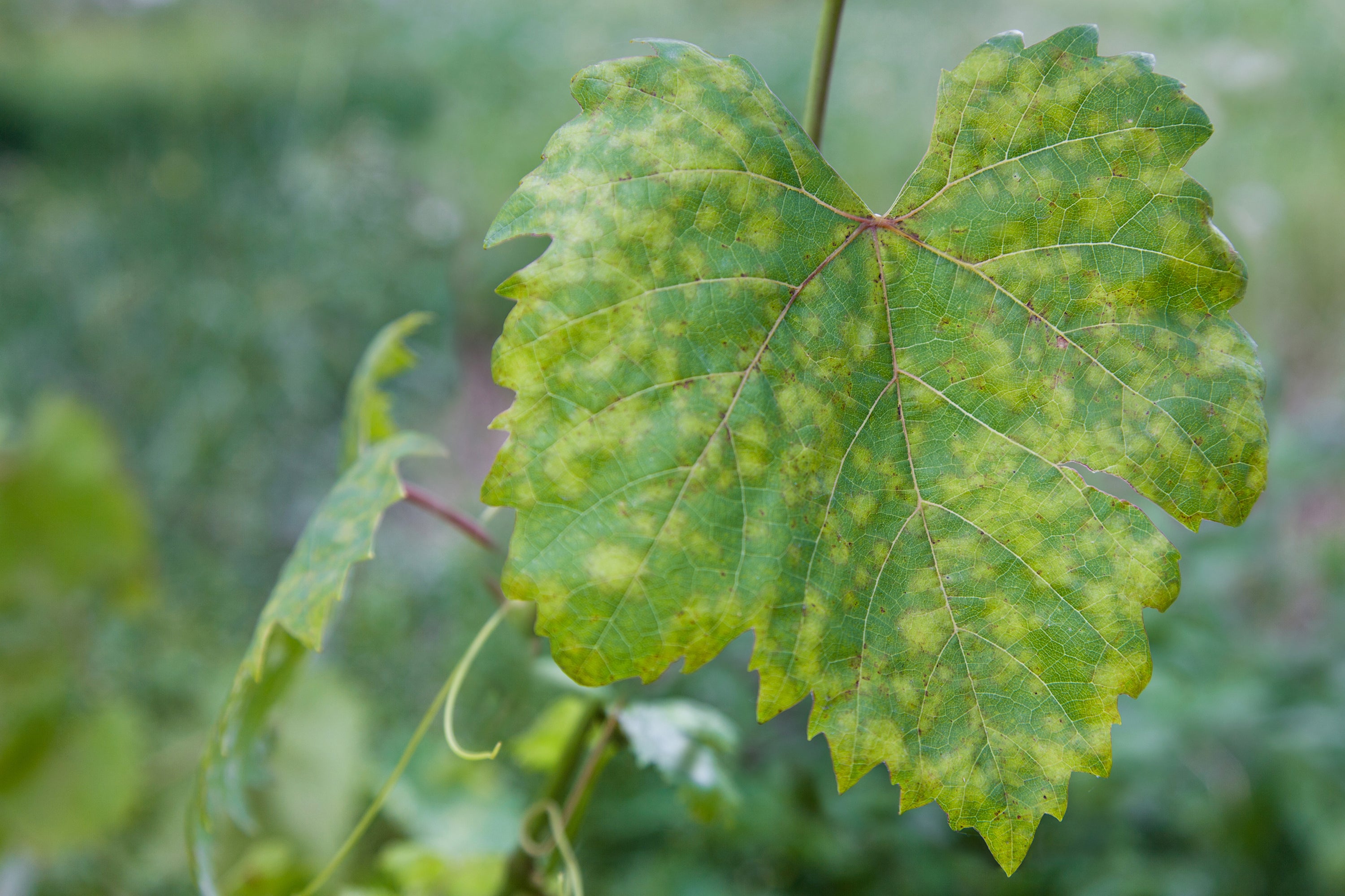 Downy Mildew: A Gardener's Guide to Prevention and Management