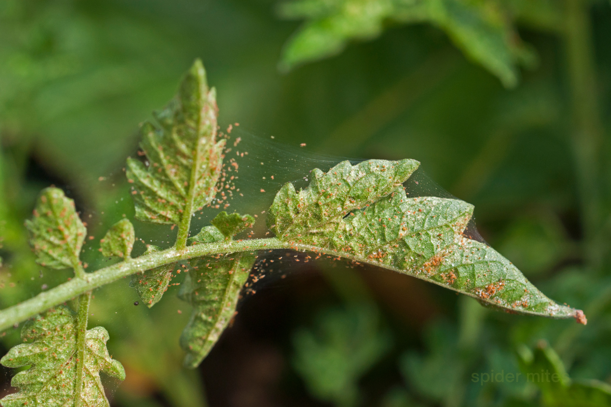 Natural Spider Mite Prevention: Chemical-Free Solutions to Protect Your Plants