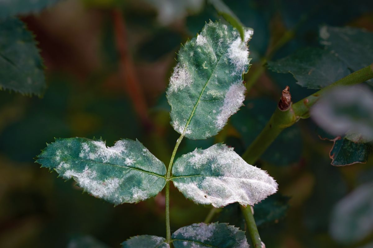 The Problem with Powdery Mildew