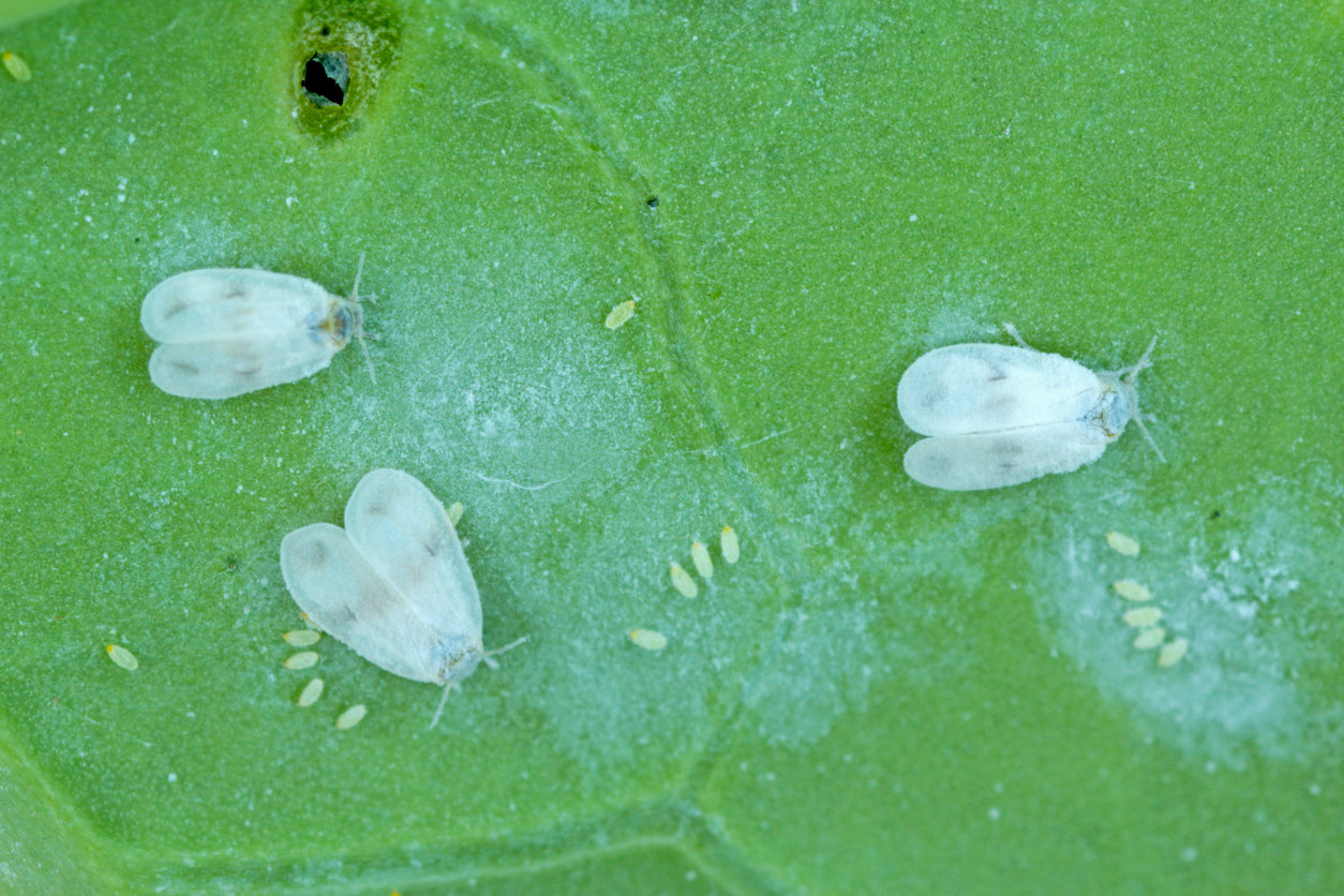 Battling the Whitefly: A Comprehensive Guide for Gardeners