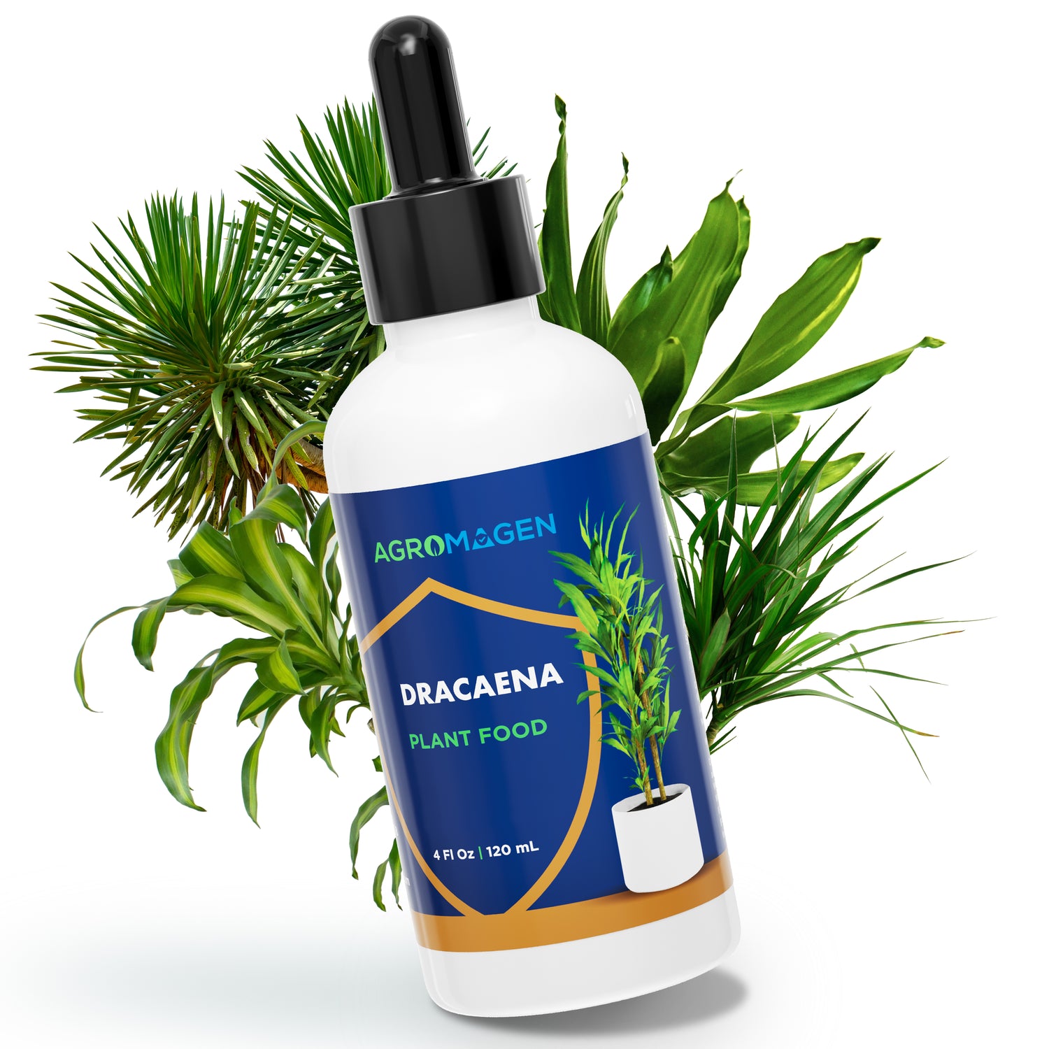 Dracaena 4 fl.oz