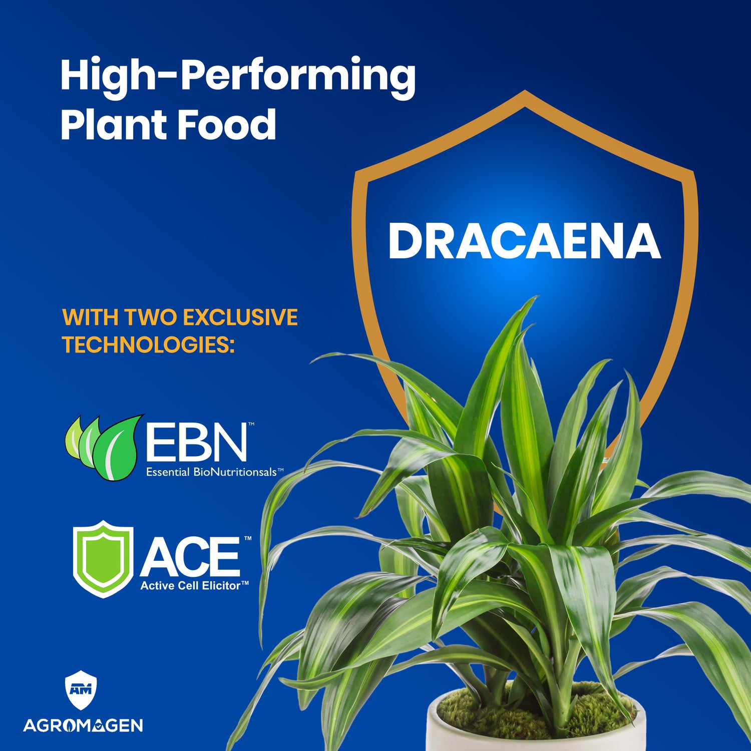 Dracaena 4 fl.oz