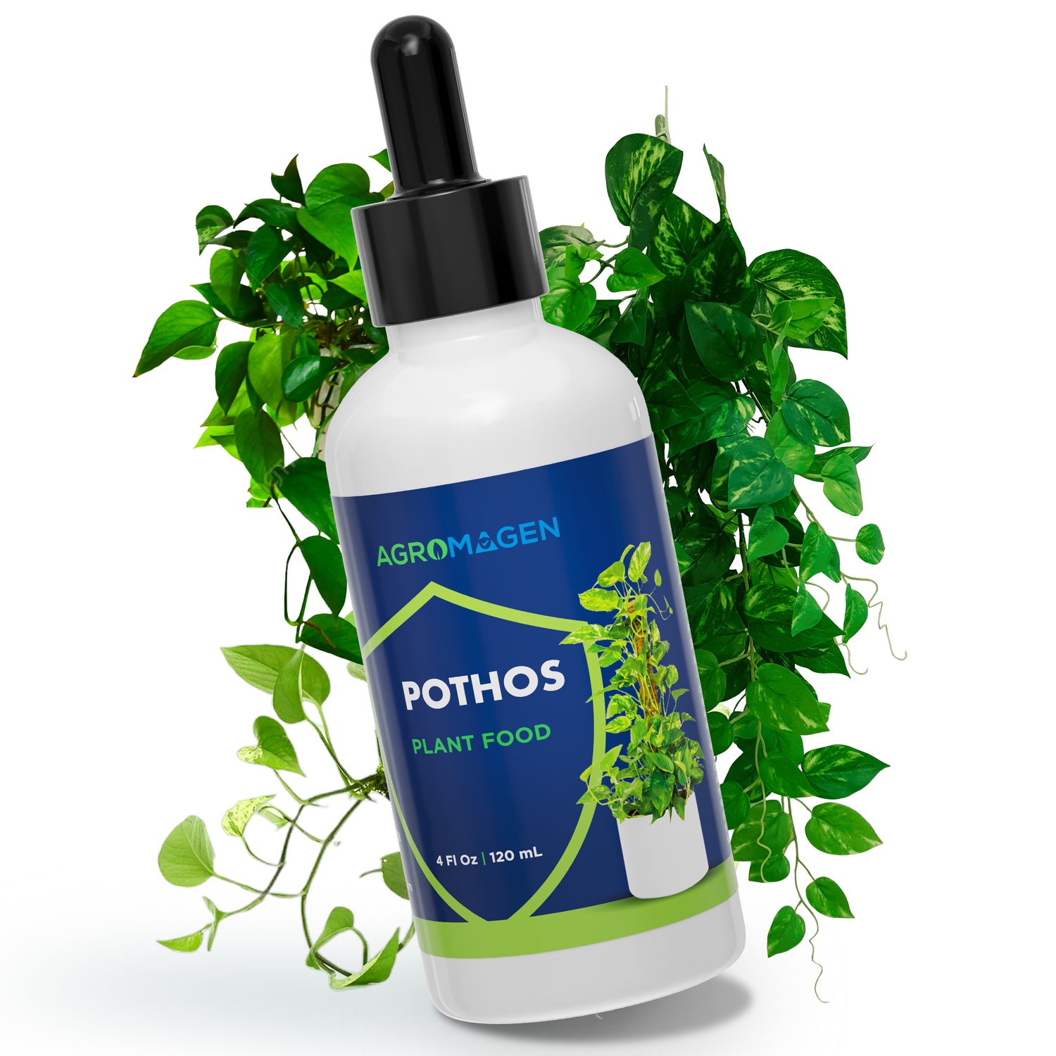 Pothos 4 fl.oz