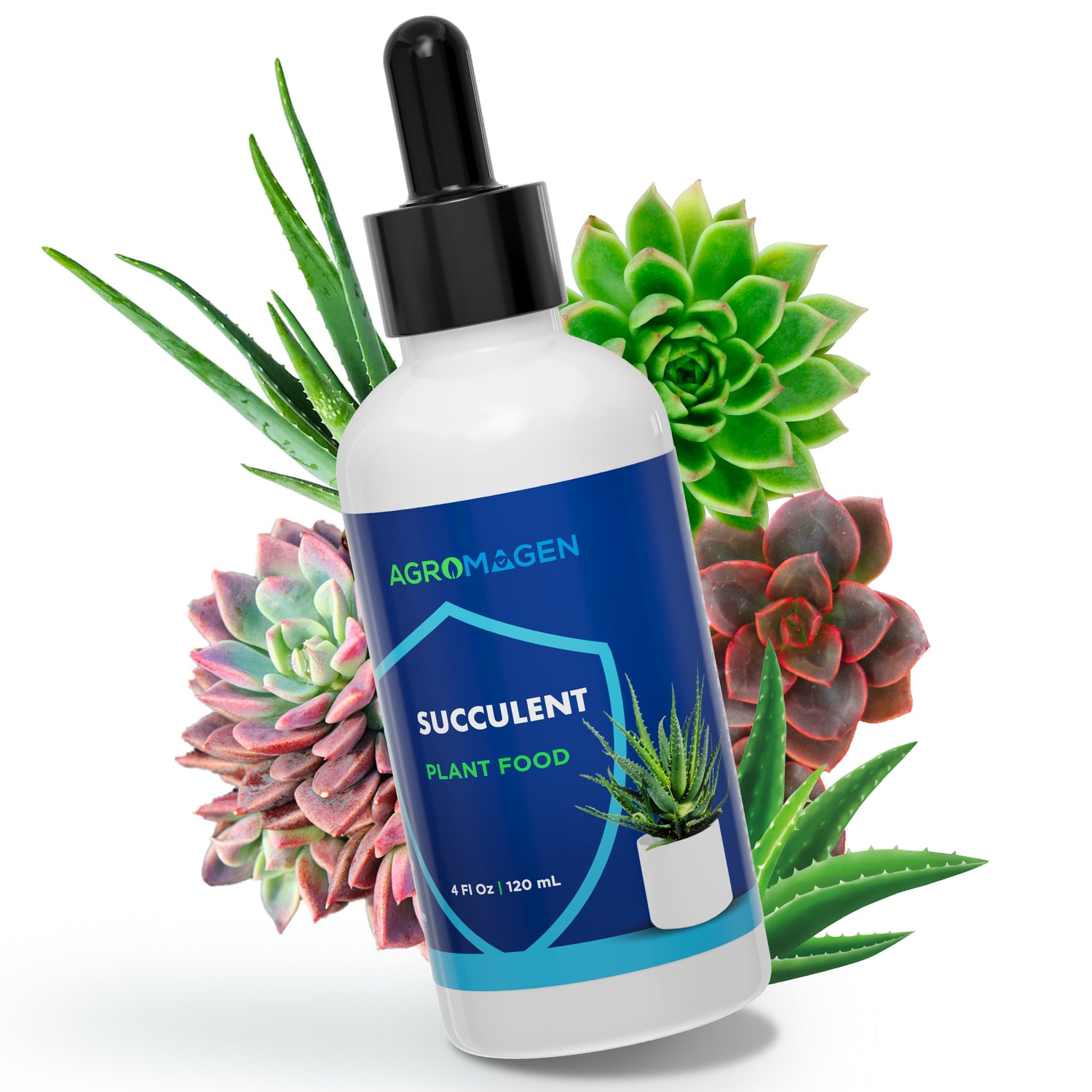 Suculento 4 fl.oz